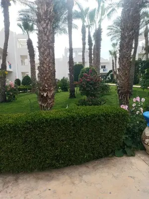 a park with palm trees and bushes and flowers at A two-room chalet in the village of Lale Land, Mirage Bay, Ecopark in Hurghada