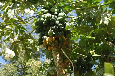 a bunch of green bananas hanging from a tree at Bedouin Lodge Luxor in Luxor