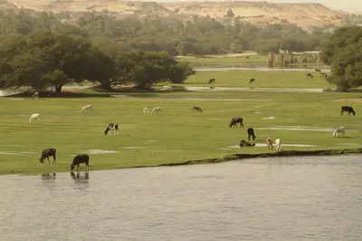 a herd of animals grazing in a field next to a river at Ultra Nile Cruise 5 Star Luxor To Aswan in Luxor