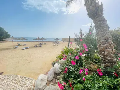 a beach with a palm tree and pink flowers at Navy Chalets 107 in Hurghada