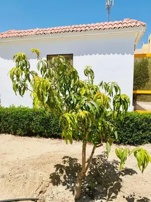 a small tree in front of a house at Hurghada- Magawish Studio 3 in Hurghada